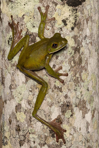 Australian White-lipped Tree Frog climbing on tree photo