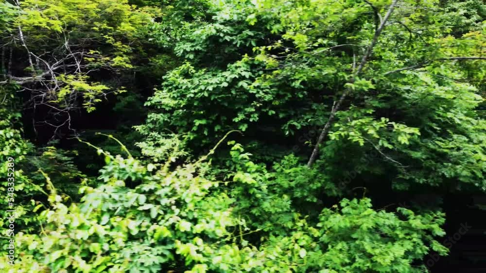 Close-up of vivid green leaves lush foliage of tropical jungle camera moving left to right Aerial video Close-up of vivid green leaves lush foliage of tropical jungle camera moving left to right Aerial video