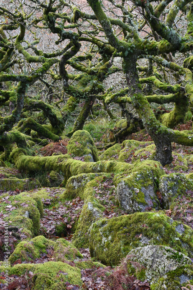 Wistman's Wood Dartmoor Devon Wistman's Wood Dartmoor Devon