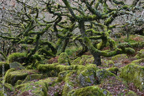 Wistman's Wood Dartmoor Devon