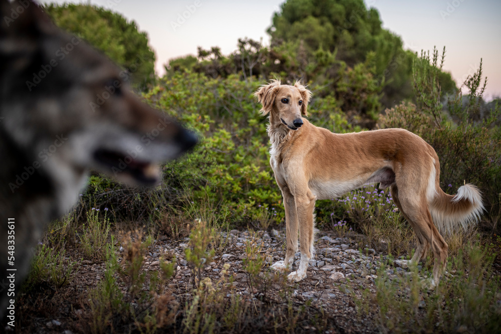 Beautiful male saluki dog in the countryside. Selective focus on the saluki. Dogs portrait. Galgo.