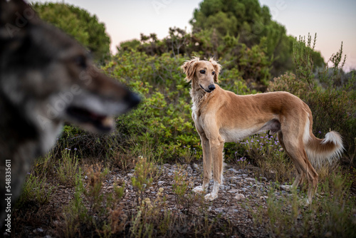 Beautiful male saluki dog in the countryside. Selective focus on the saluki. Dogs portrait. Galgo.