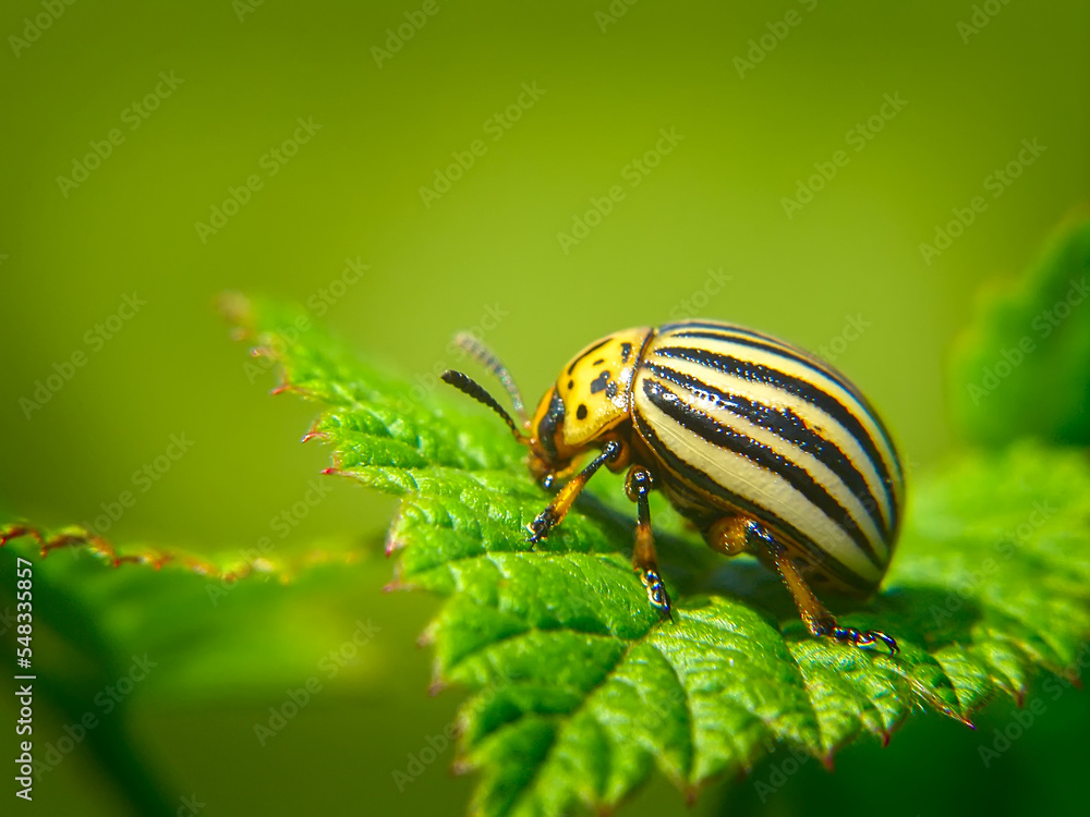 Adult Colorado potato beetle on a potato leaf, macro shot. Adult Colorado potato beetle on a potato leaf, macro shot.