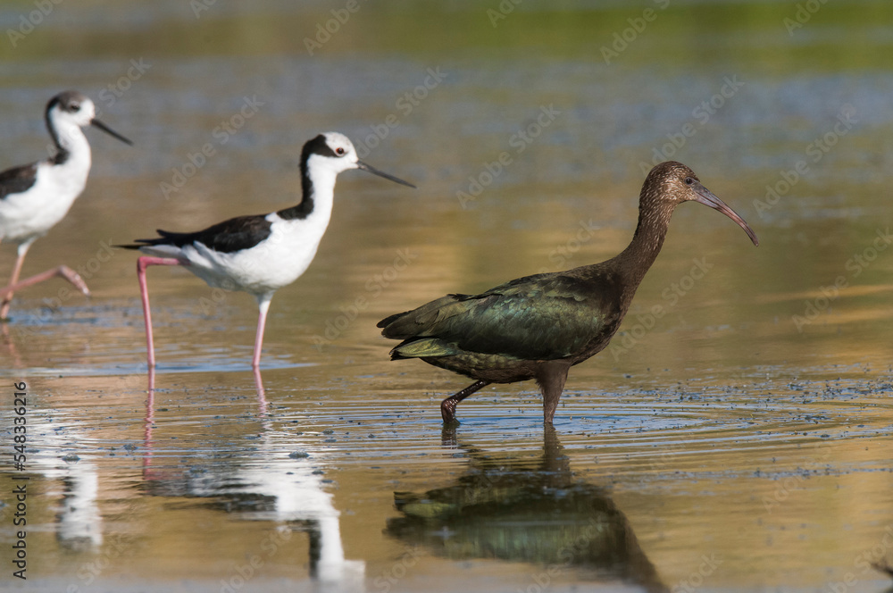 Obraz premium White faced ibis , La Pampa, Patagonia, Argentina