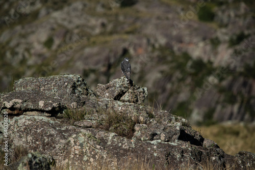 Red backed Hawk  Highland grasslands in Pampa de Achala   Quebrada del Condorito  National Park Cordoba province  Argentina