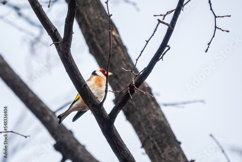 The European goldfinch or simply the goldfinch, Carduelis carduelis, sits on a branch in spring on green background. The European goldfinch in wildlife.