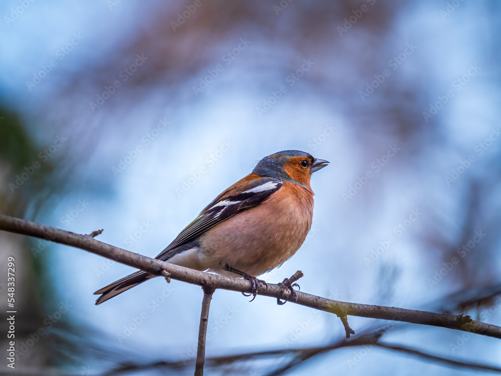 Common chaffinch, Fringilla coelebs, sits on a tree. Common chaffinch in wildlife. Common chaffinch, Fringilla coelebs, sits on a tree. Common chaffinch in wildlife.