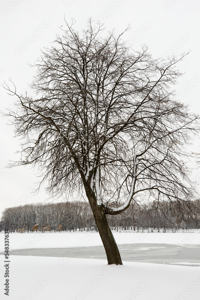 Winter in the city park Winter in the city park