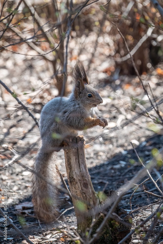 Fototapeta premium A squirrel with a nut sits on a stump in spring or summer.