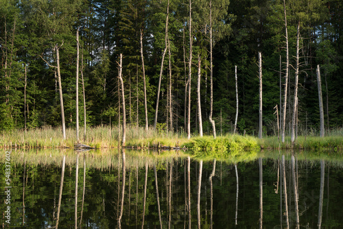 Lake in the forest