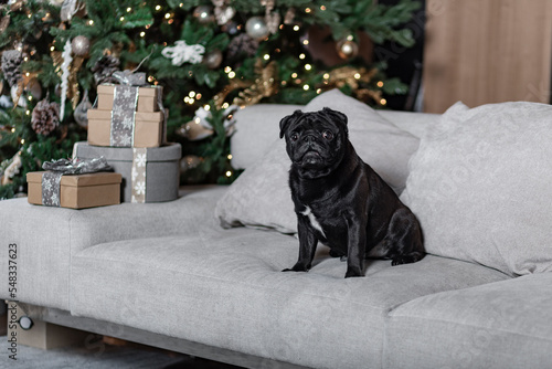 Adorable cute dog pug standing on the sofa close to the Christmas tree and celebrating holiday