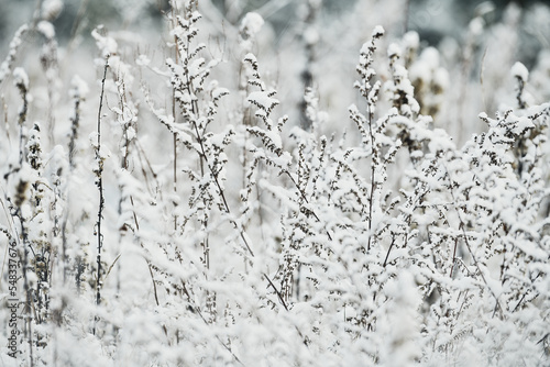 Białe Święta, ośnieżone krzewy i trawy. Białe pola i łąki. Zima, mróz i śnieg. Zasypało pola. © Tomasz