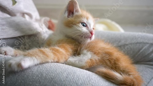 Adorable little cute ginger kitty with blue eyes sitting at the child's feet.