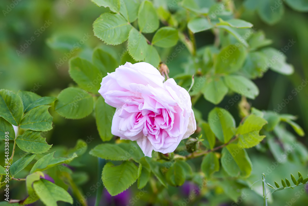 Pink rose flowers. Decorative beautiful garden plants in flowering season. Pink rose flowers. Decorative beautiful garden plants in flowering season.