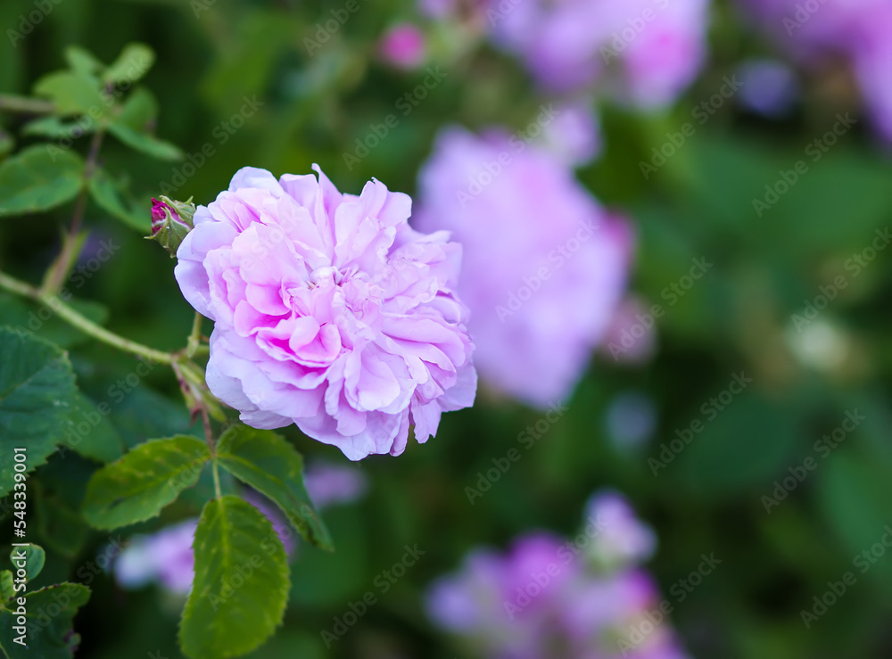 Pink rose flowers. Decorative beautiful garden plants in flowering season.