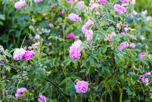 Fototapeta Naklejka Na Ścianę i Meble -  Pink rose flowers. Decorative beautiful garden plants in flowering season.