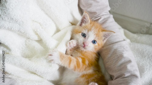Portrait of little 1 month old cute ginger striped kitten with blue eyes.