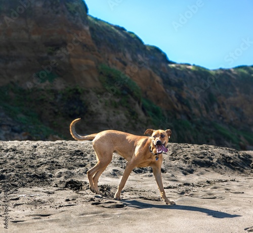 dog on the beach smiling