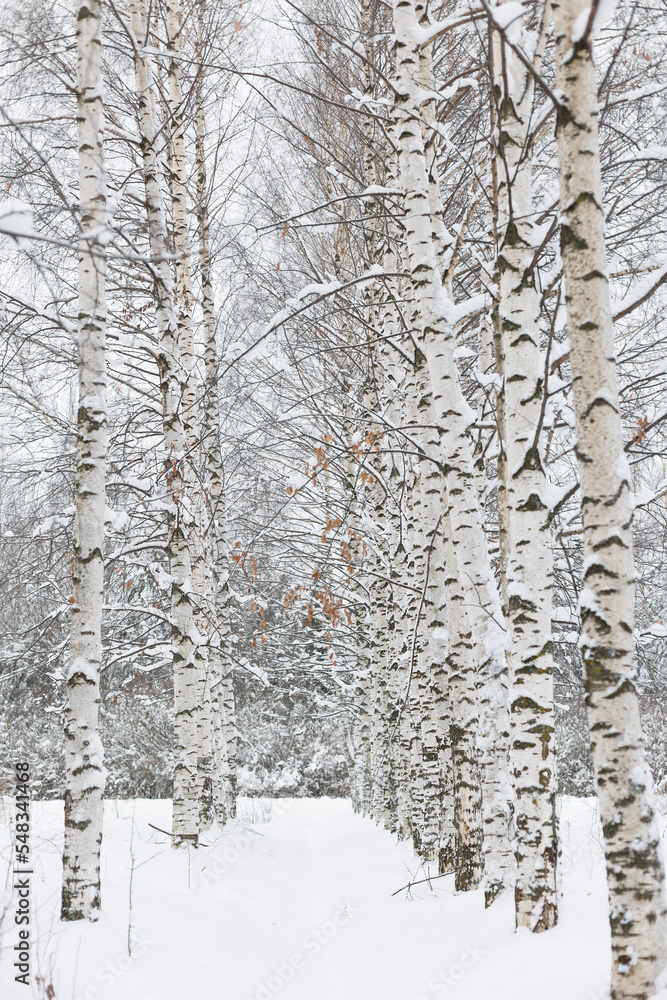 Russian winter in a birch grove. Selective focus. Russian winter in a birch grove. Selective focus.