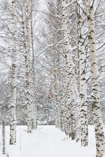Wallpaper Mural Russian winter in a birch grove. Selective focus. Torontodigital.ca