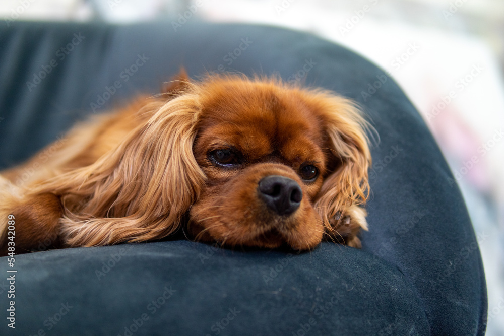 Cavalier King Charles Spaniel resting on the couch/sofa Cavalier King Charles Spaniel resting on the couch/sofa
