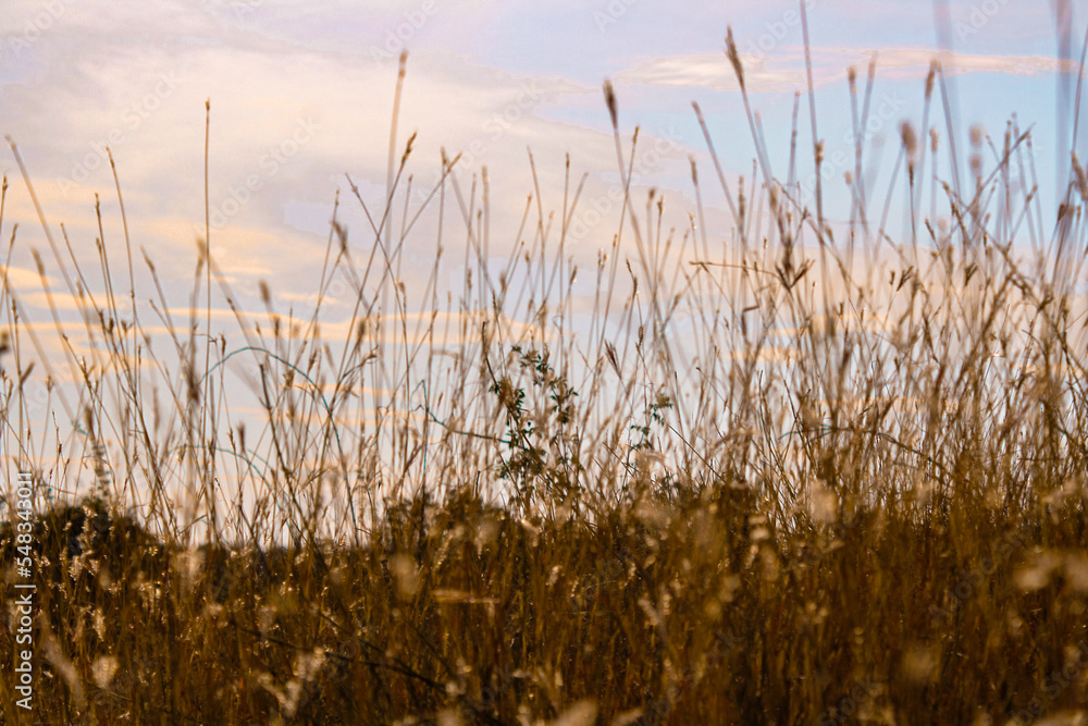 Obraz premium grass in the wind