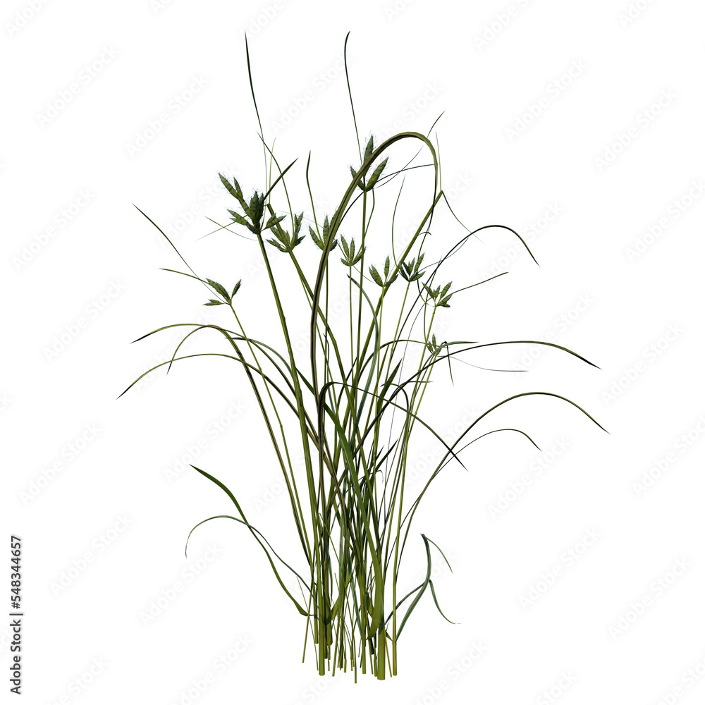 Fototapeta premium Front view of Plant (Lawn Grass Grass 3) Tree png 