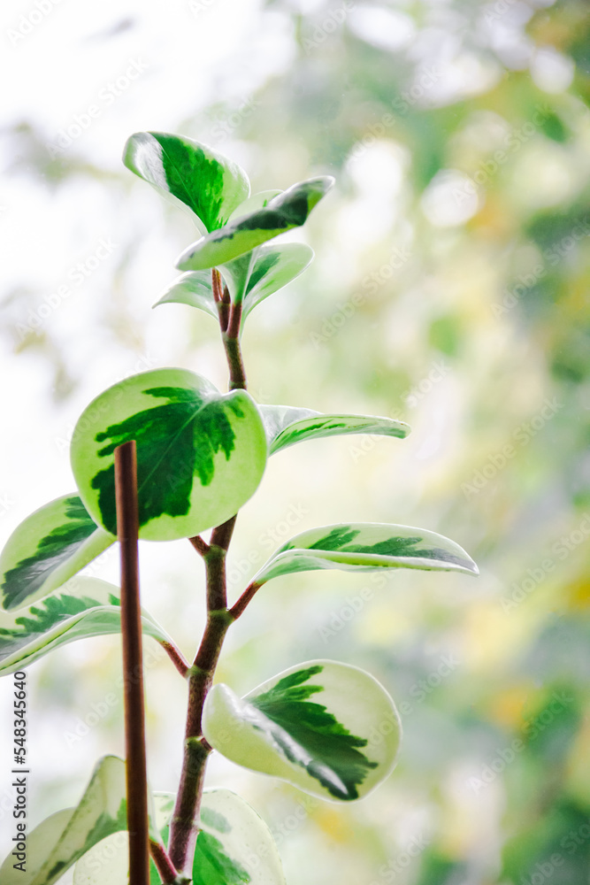 Obraz premium Peperomia obtusifolia on a windowsill near the window, stem and green leaves of an indoor flower close-up, top view