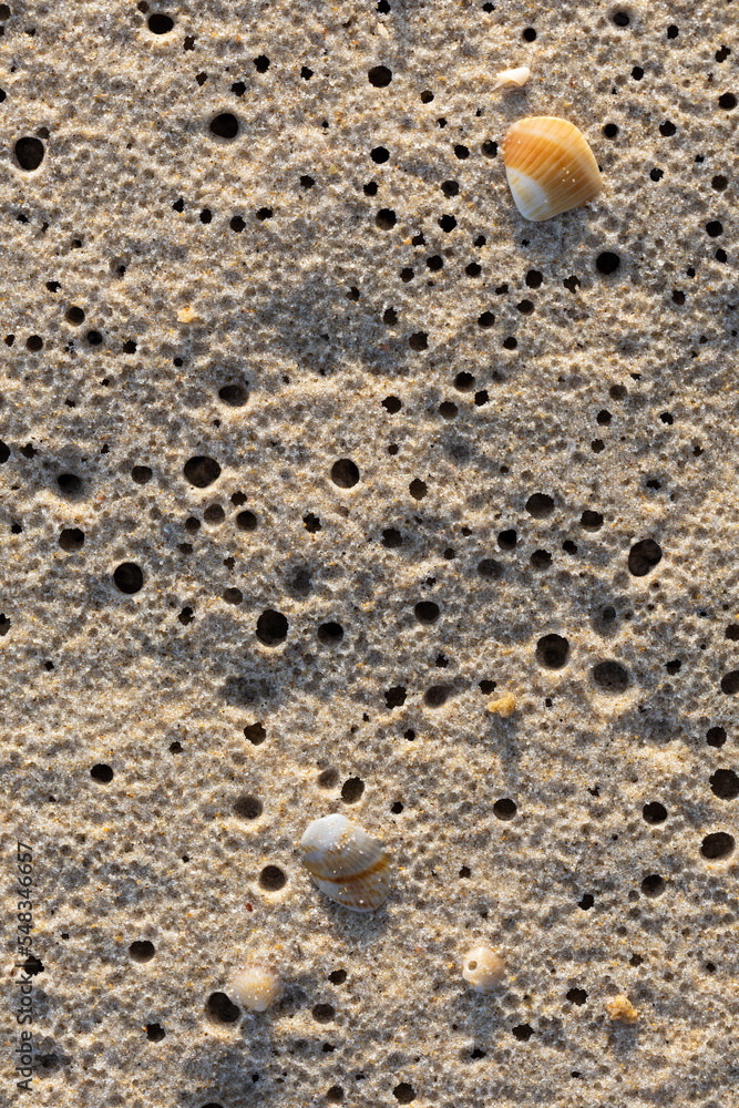 beautiful cockerel shells on the beach beautiful cockerel shells on the beach