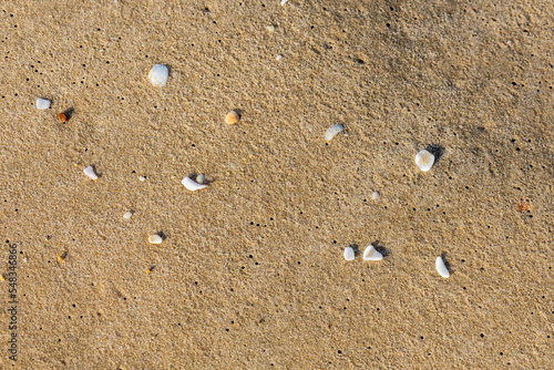beautiful cockerel shells on the beach Fototapet
