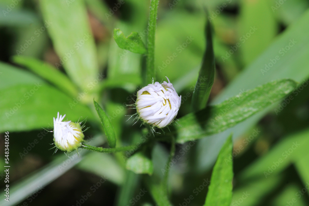 Natural Bellis Perennis Macro Photo Natural Bellis Perennis Macro Photo