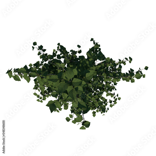 Top view of Plant ( Betula utilis Himalayan birch 2 ) Tree png photo