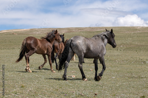 Blue Roan wild horse with small herd on mountain ridge in the western United States