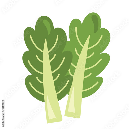 fresh celery vegetable