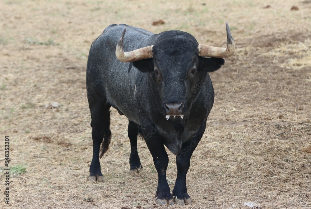 bull spanish with big horns in the corrals bull spanish with big horns in the corrals