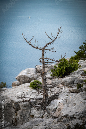 Dried pine tree growing in the rock above the sea on Vidova Gora mountain, the highest peak of Brac island, Croatia