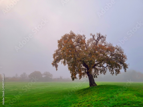 One Single Lonely Tree in a Foggy Farm Field in the Morning Haze and Mist. England