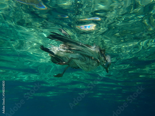 Dead bird undersea, Aegean Sea, Greece, Thasos island