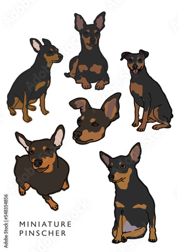Miniature Pinscher Color Illustrations in Various Poses