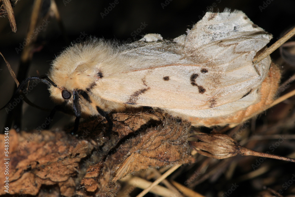 cossus cossus moth insect macro photo cossus cossus moth insect macro photo