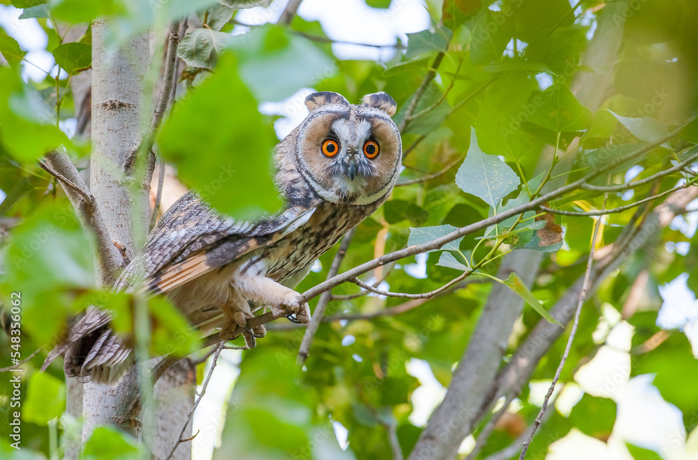Long-eared Owl (Asio otus) is a hunter bird that lives in forest areas close to settlements. Long-eared Owl (Asio otus) is a hunter bird that lives in forest areas close to settlements.