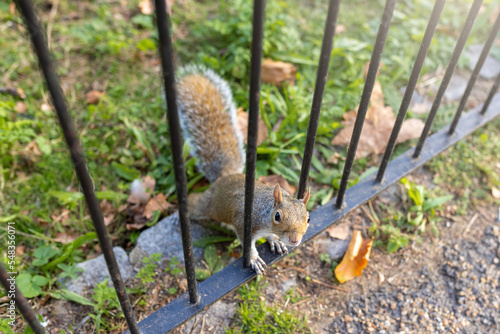 Squirrel in St James Park in London photo