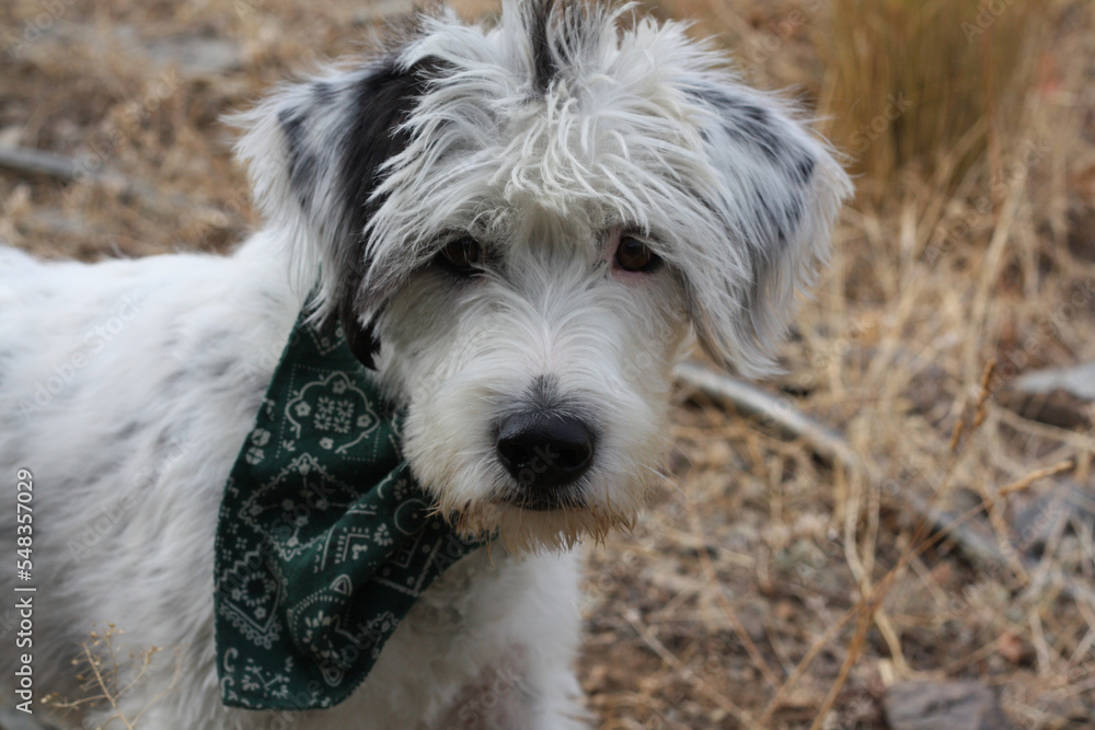 Terrier Dog Looking at to the camera Terrier Dog Looking at to the camera