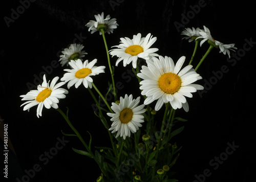 A white daisy bouquet with black background