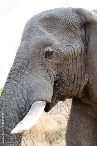 Closeup of an African Elephant isolated head with tusks in the Savute Marsh in Botswana Africa
