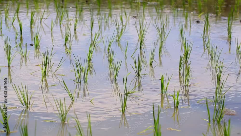 Young rice sprouts in water, young rice plants for planting, rice in the field Young rice sprouts in water, young rice plants for planting, rice in the field