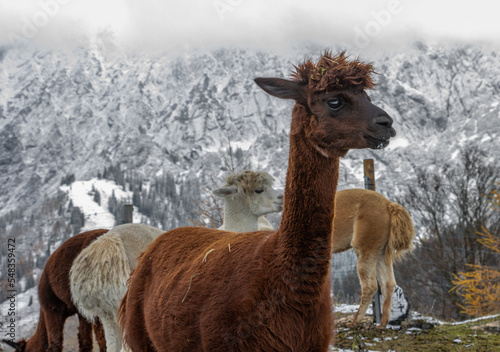 Alpaca farm at a high altitude in the mountains, with snow-covered peaks and clouds in the background