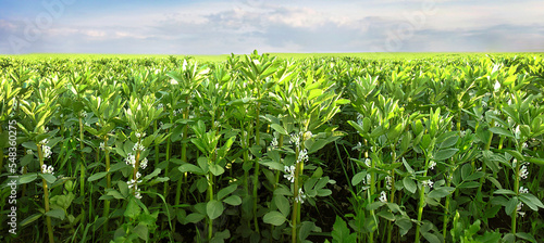 row of flowering Vicia faba beans in a field, is a variety of vetch, a flowering plant in the legume family