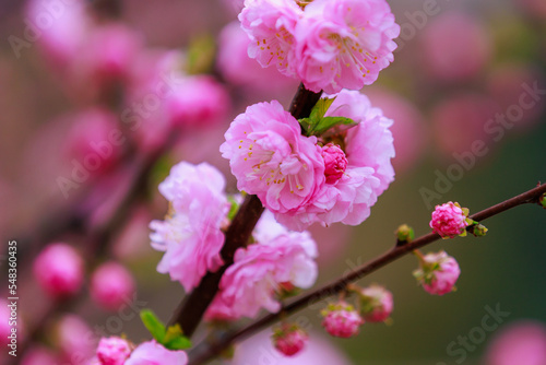 Wallpaper Mural Blossoming sakura tree flower with selective focus on blurred background. Defocused backdrop copy space Torontodigital.ca