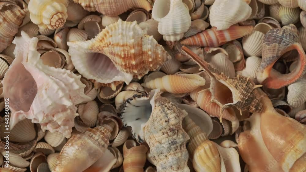 Seashells on the coast. Cockleshells. Background of shells rotating. Summertime, vacation, travel, tourism concept - seashell lie on beach. Loop motion, flat lay, top view, slow motion Seashells on the coast. Cockleshells. Background of shells rotating. Summertime, vacation, travel, tourism concept - seashell lie on beach. Loop motion, flat lay, top view, slow motion